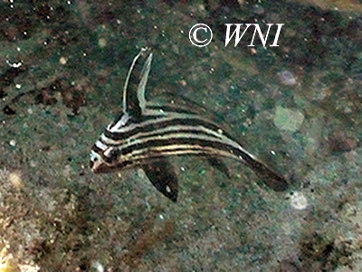 High-hat (Pareques acuminatus)
